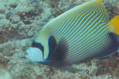 Pomacanthus imperator