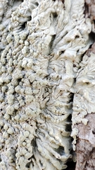 Caliciaceae