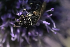 Hylaeus