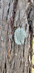 Caliciaceae