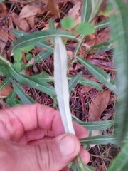 Pterocaulon virgatum