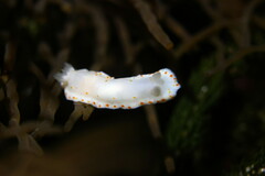 Goniobranchus tasmaniensis
