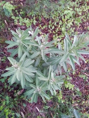 Pterocaulon balansae