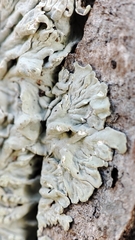 Caliciaceae