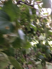 Prosthemadera novaeseelandiae