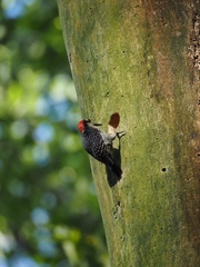 Melanerpes pucherani