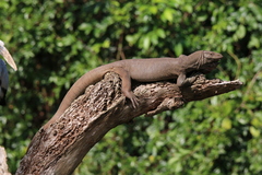 Varanus bengalensis