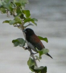 Spermestes bicolor nigriceps
