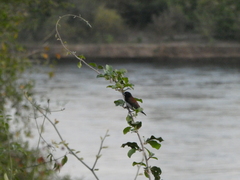 Spermestes bicolor nigriceps