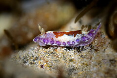 Chromodoris alternata