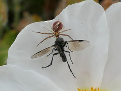 Diaea