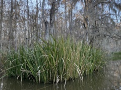 Zizaniopsis miliacea