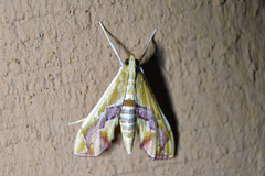 Agathodes ostentalis