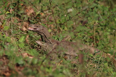 Varanus bengalensis