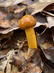 Tolypocladium longisegmentatum