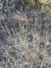 Phalaris aquatica