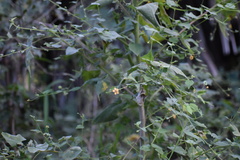 Abutilon trisulcatum