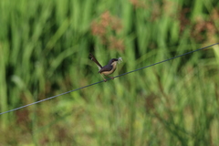 Prinia socialis