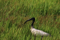 Threskiornis melanocephalus