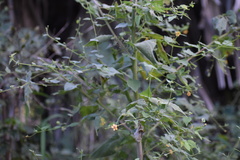 Abutilon trisulcatum