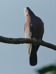 Patagioenas flavirostris