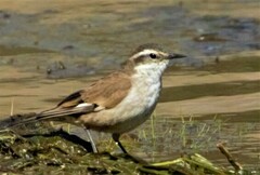 Cinclodes albiventris