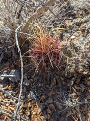 Thelocactus bicolor