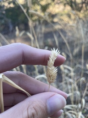 Phalaris aquatica