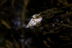 Pseudamycla dermestoidea