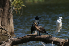 Phalacrocorax fuscicollis