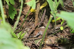 Aspidoscelis angusticeps angusticeps