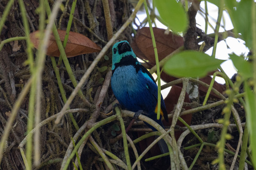 Seven-colored Tanager (Tangara fastuosa), photo 7