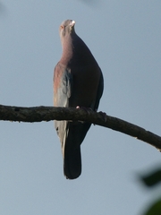 Patagioenas flavirostris