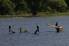 Anhinga melanogaster