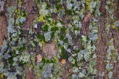 Orthotrichum pusillum