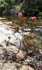 Melaleuca citrina