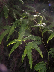 Dicranopteris flexuosa