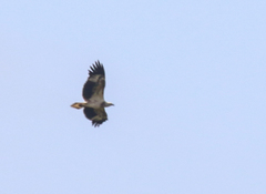 Haliaeetus
