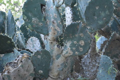 Opuntia alta