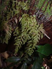 Hymenophyllaceae