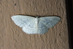 Scopula optivata