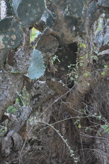Opuntia alta