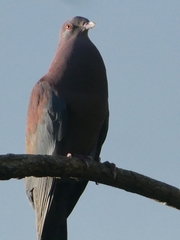 Patagioenas flavirostris