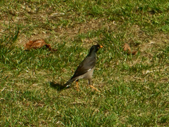 Acridotheres fuscus