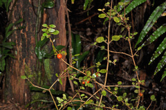 Coprosma colensoi