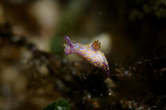 Polycera janjukia