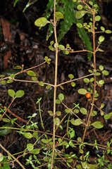 Coprosma colensoi