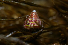 Prothalotia pulcherrima