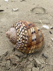 Tonna tankervillii