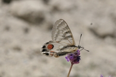 Parnassius charltonius